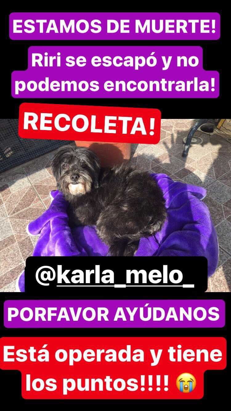 karla melo mascota