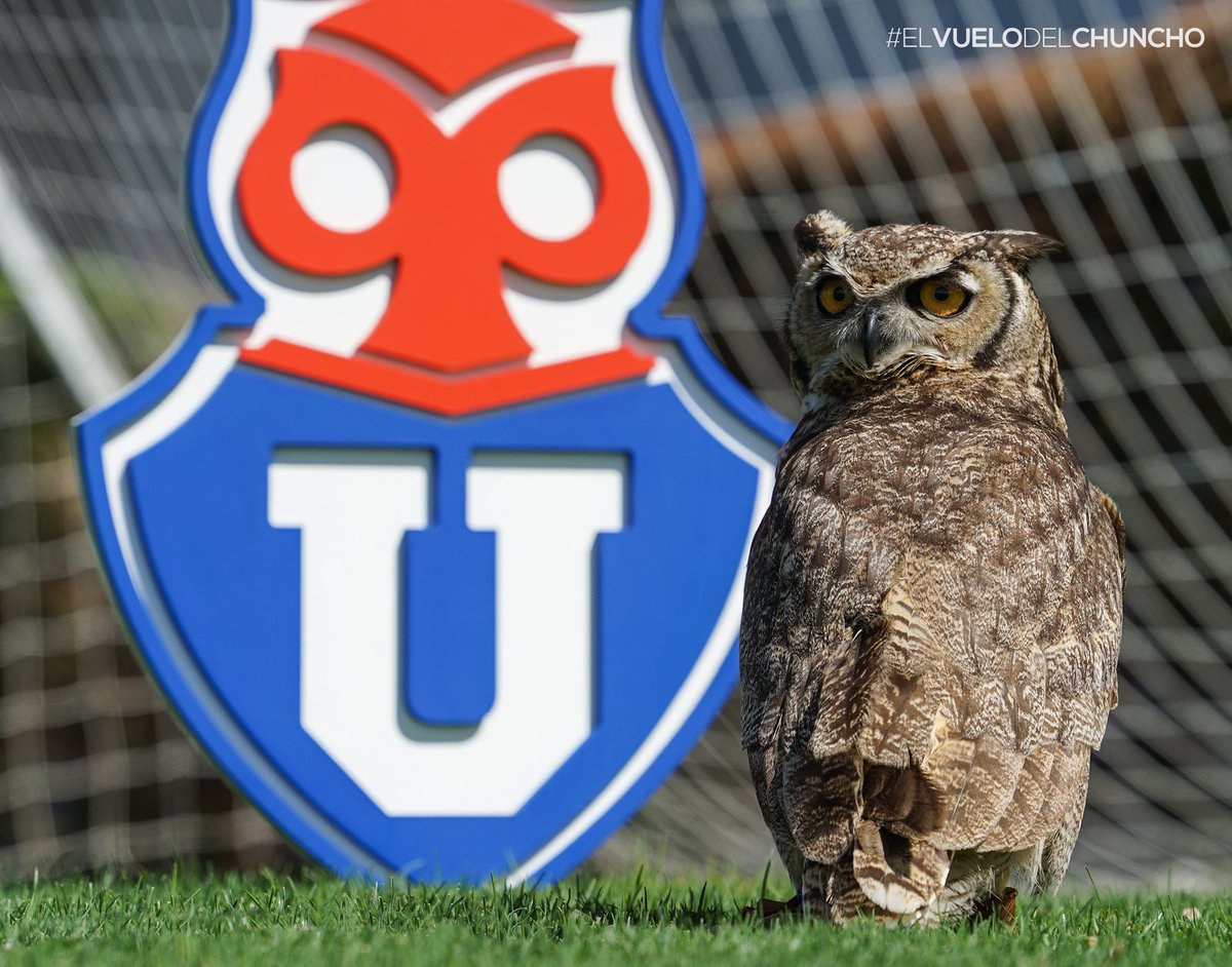 Ahora tenemos mascotas en los equipos chilenos