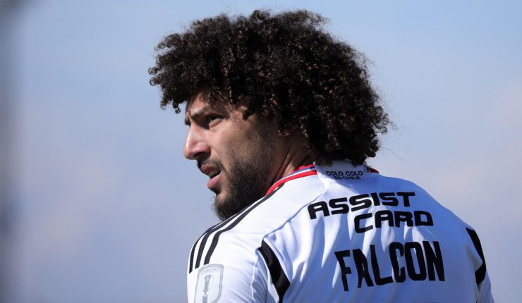 maxi falcon