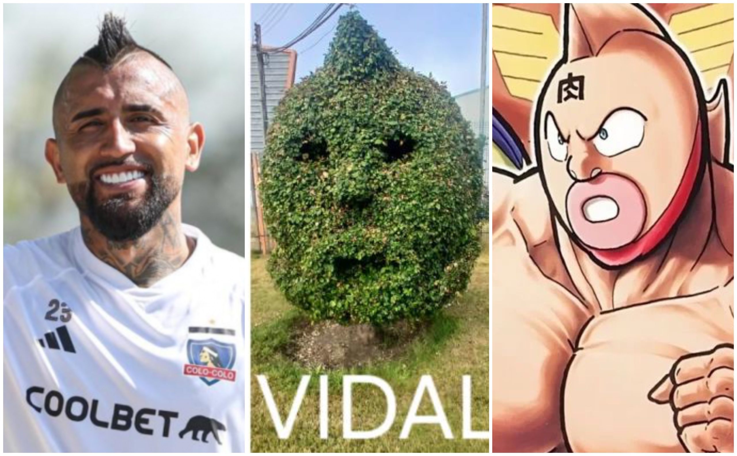 vidal arbusto